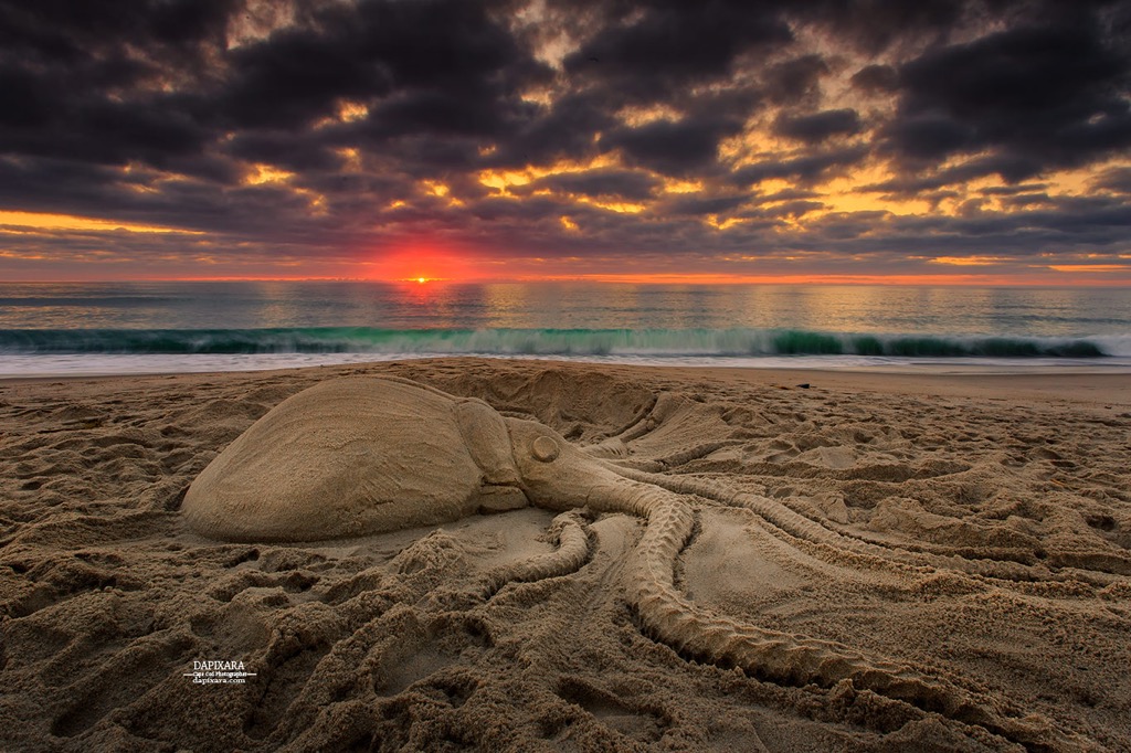 Giant squid on Nauset beach. Today's sunrise and giant squid on Nauset beach, Orleans Cape Cod. © Dapixara Cape Cod photos.