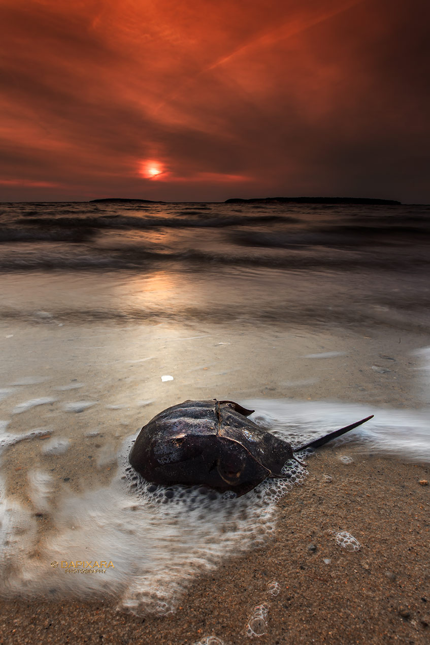 Horseshoe Crab and sunset at Wellfleet beach. Indian Neck Beach, Wellfleet, Cape Cod, MA. © Dapixara pictures.