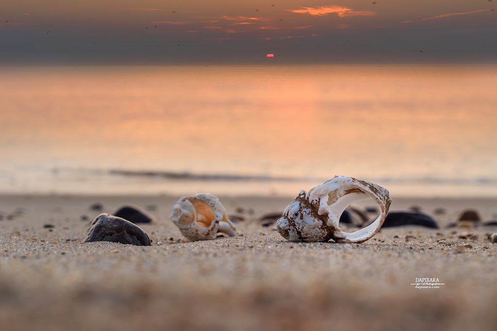 Today's daring sunrise, with intense heat and humidity! Nauset beach, Orleans, cape Cod. © dapixara Cape Cod photography https://dapixara.com