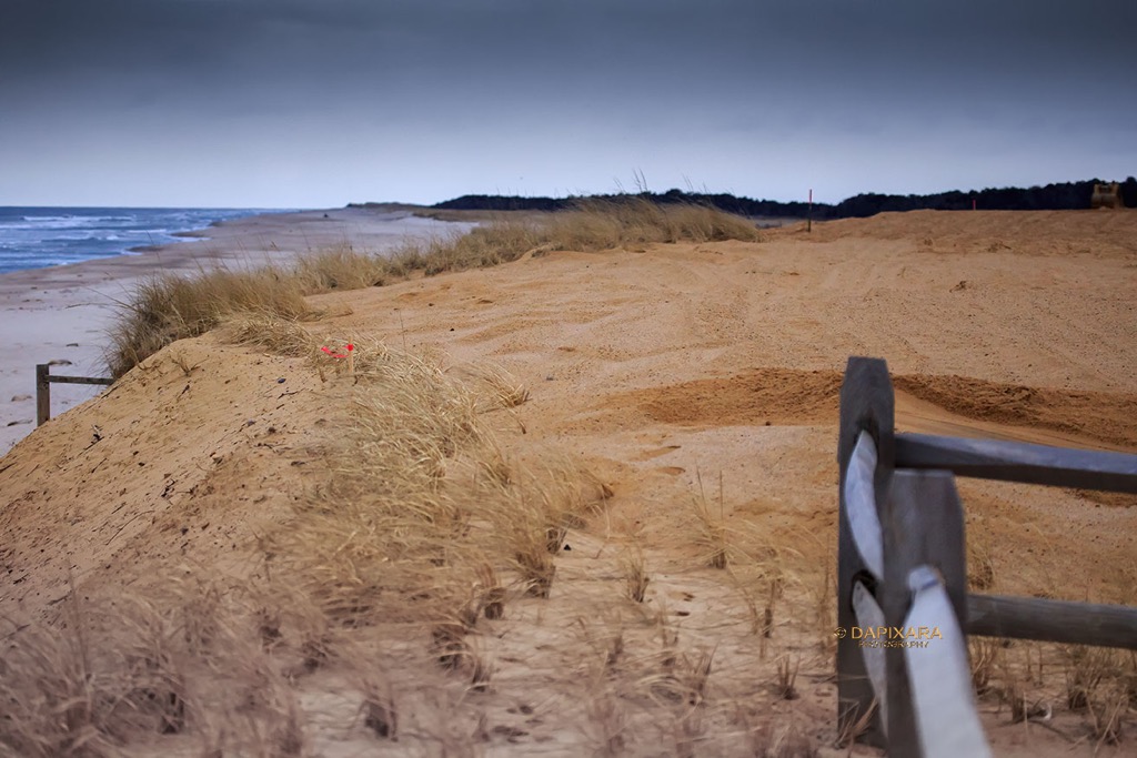 Nauset beach new dune, January 10, 2019. ©Dapixara Cape Cod photos.