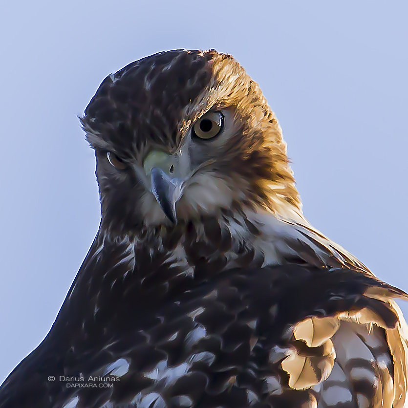 red-tailed-hawk-cape-cod-birds-wildlife