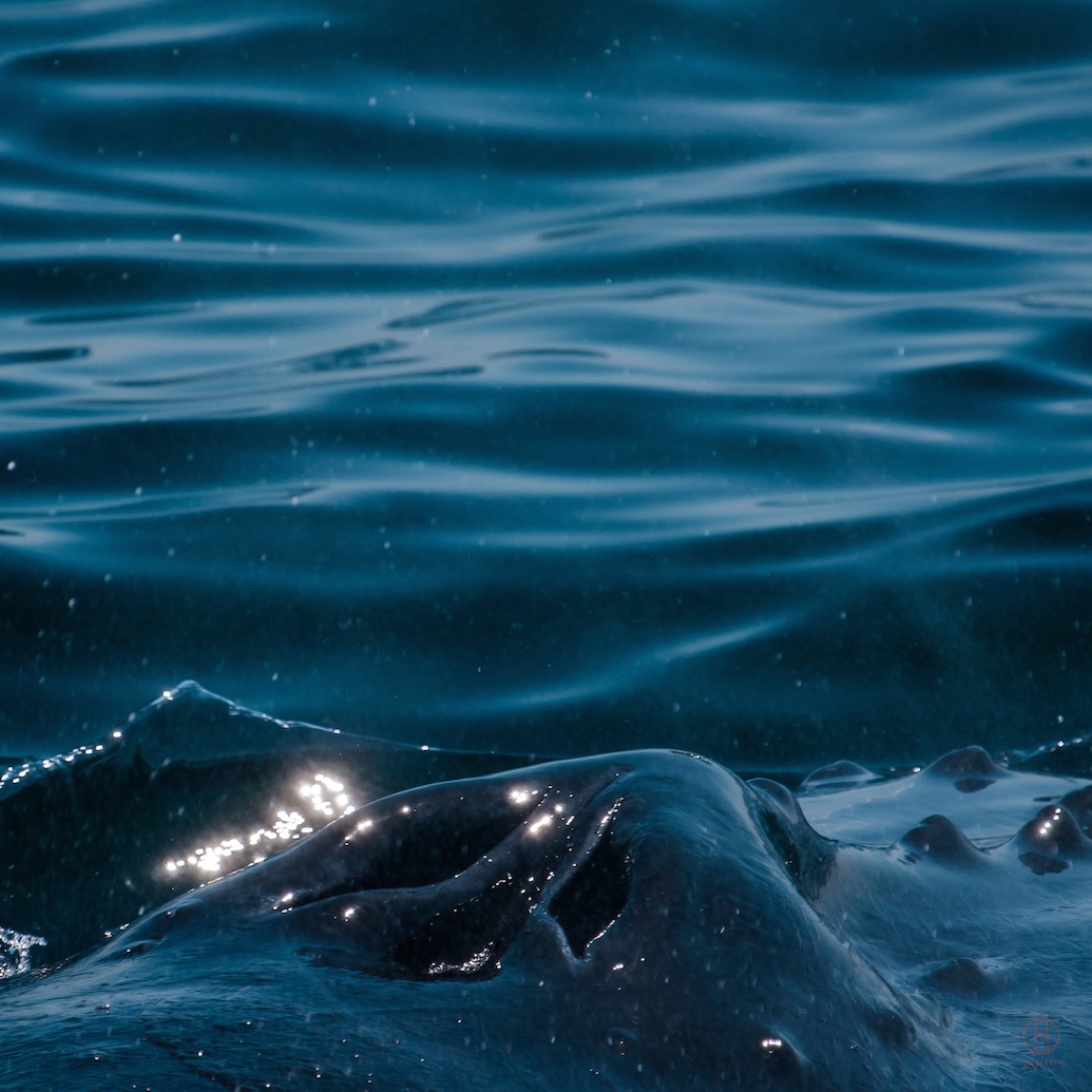 Provincetown Right Whale close-up photo by Dapixara. North Atlantic Whales are close to the shore of Herring Cove.