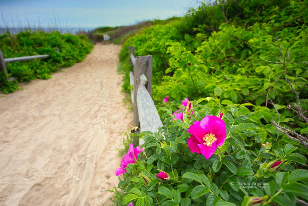 rosa-rugosa-coast-guard-eastham-cape-cod