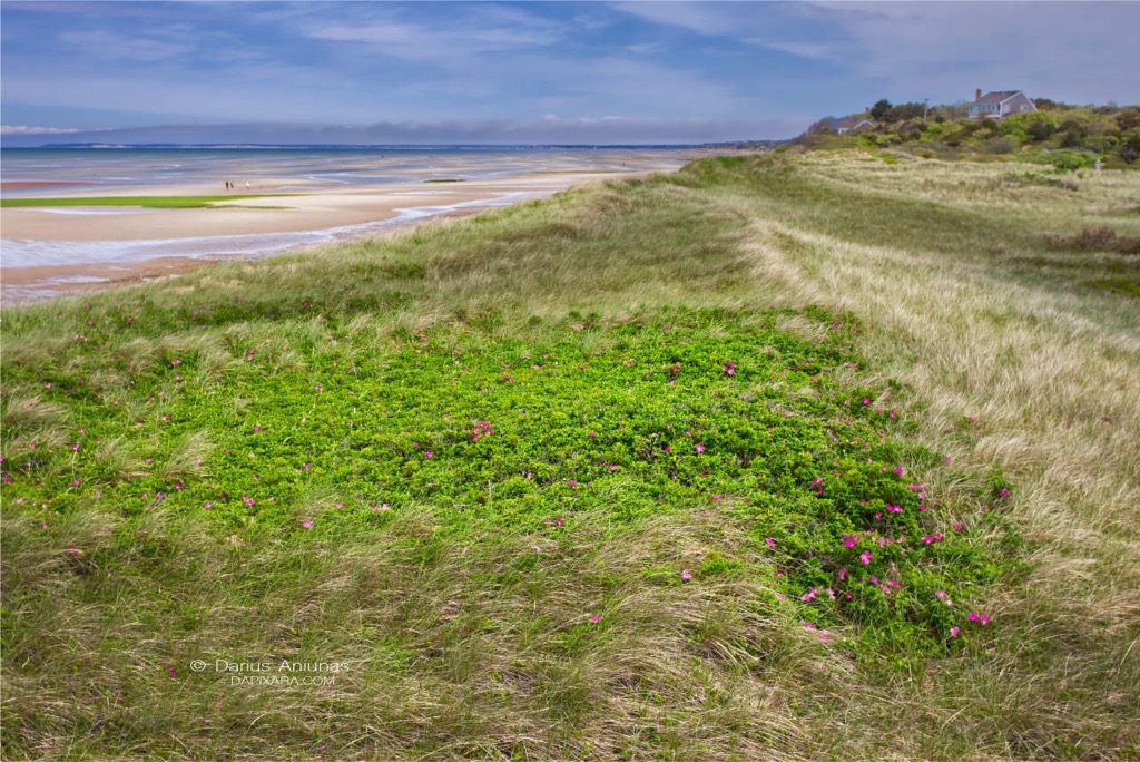 Rosa rugosa on first encounter beach eastham cape cod