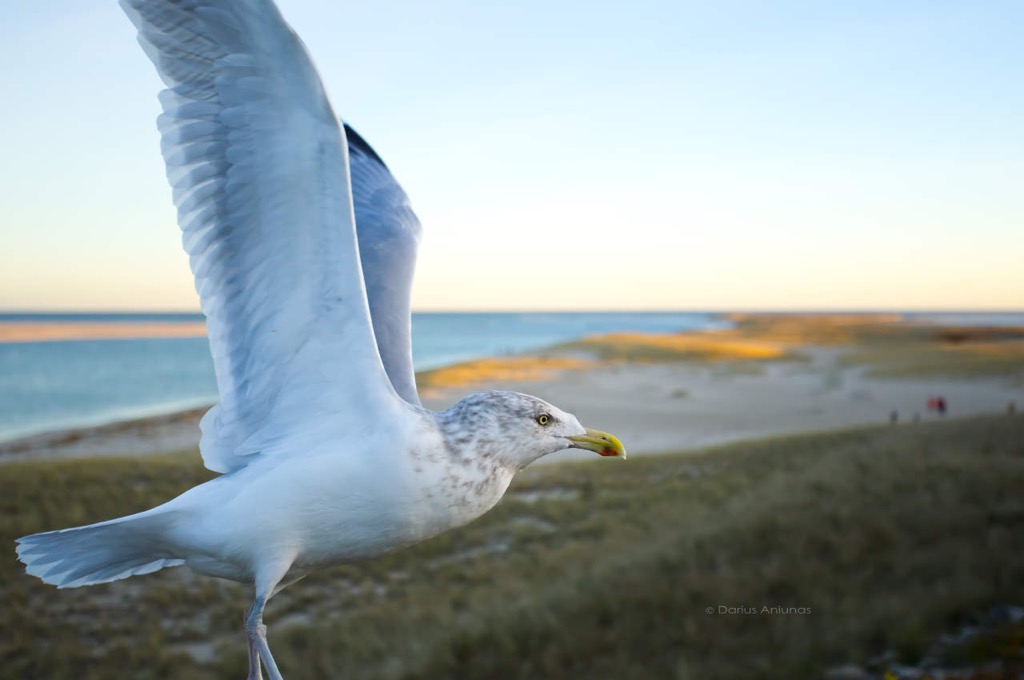 Seagull at Chatham Lighthouse beach.
