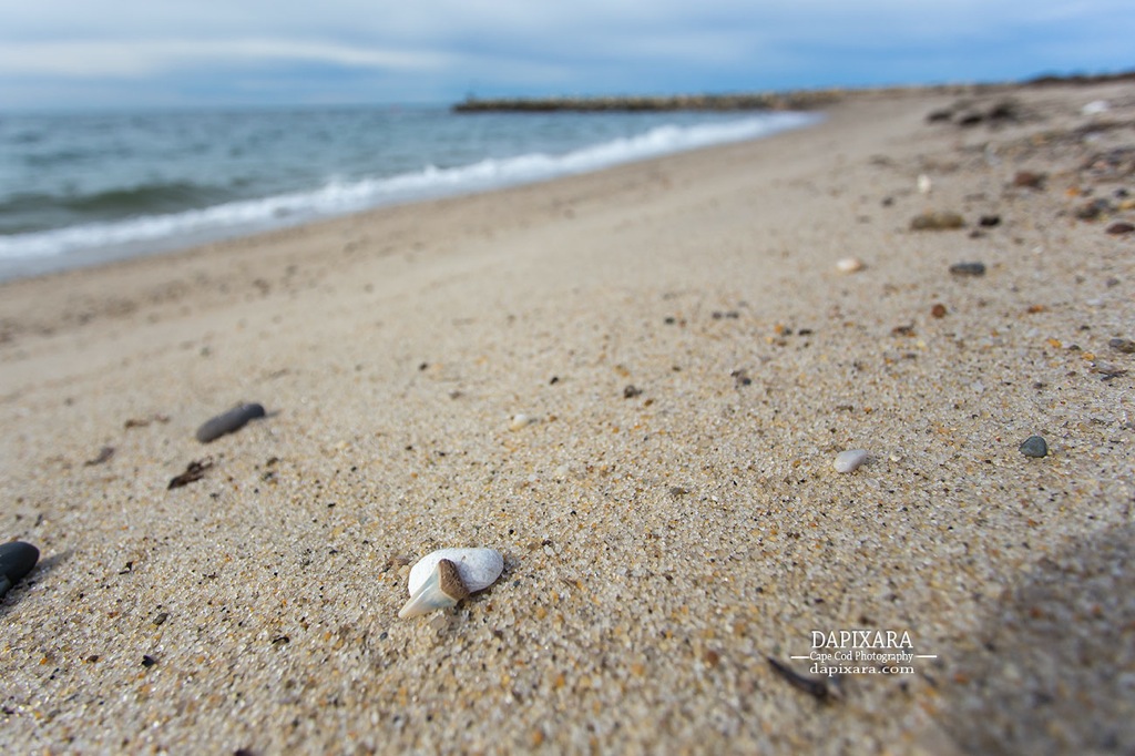 Check out this awesome shark tooth I found on the Truro beach today! Dapixara photo https://dapixara.com
