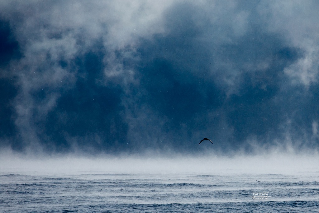 Stunning wall of sea smoke rises today over Atlantic Ocean, Nauset beach, Orleans Cape Cod. Cape Cod photos by dapixara https://dapixara.com