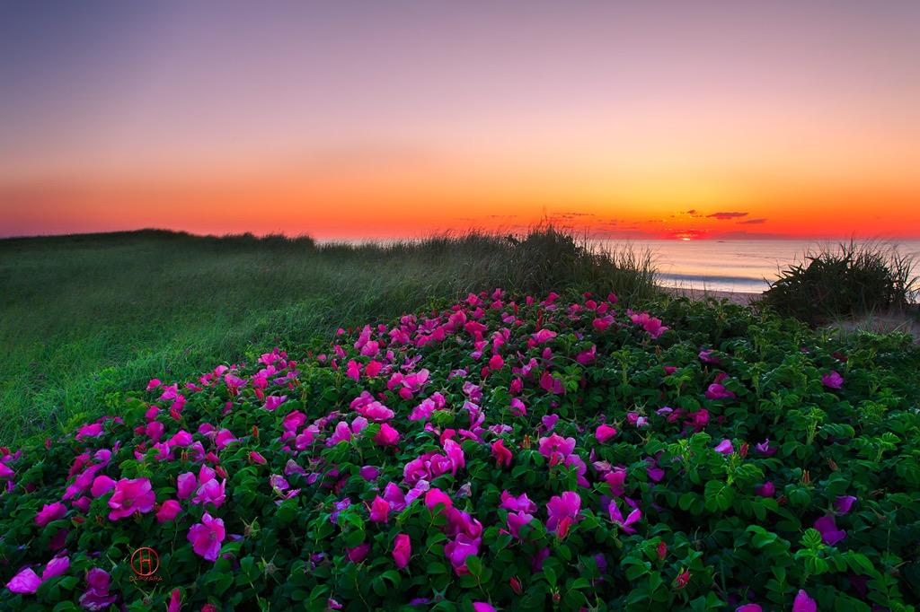 The sunrise was incredible this morning! Ocean sunrise and beach roses at Nauset beach, Orleans, Massachusetts. © Dapixara.