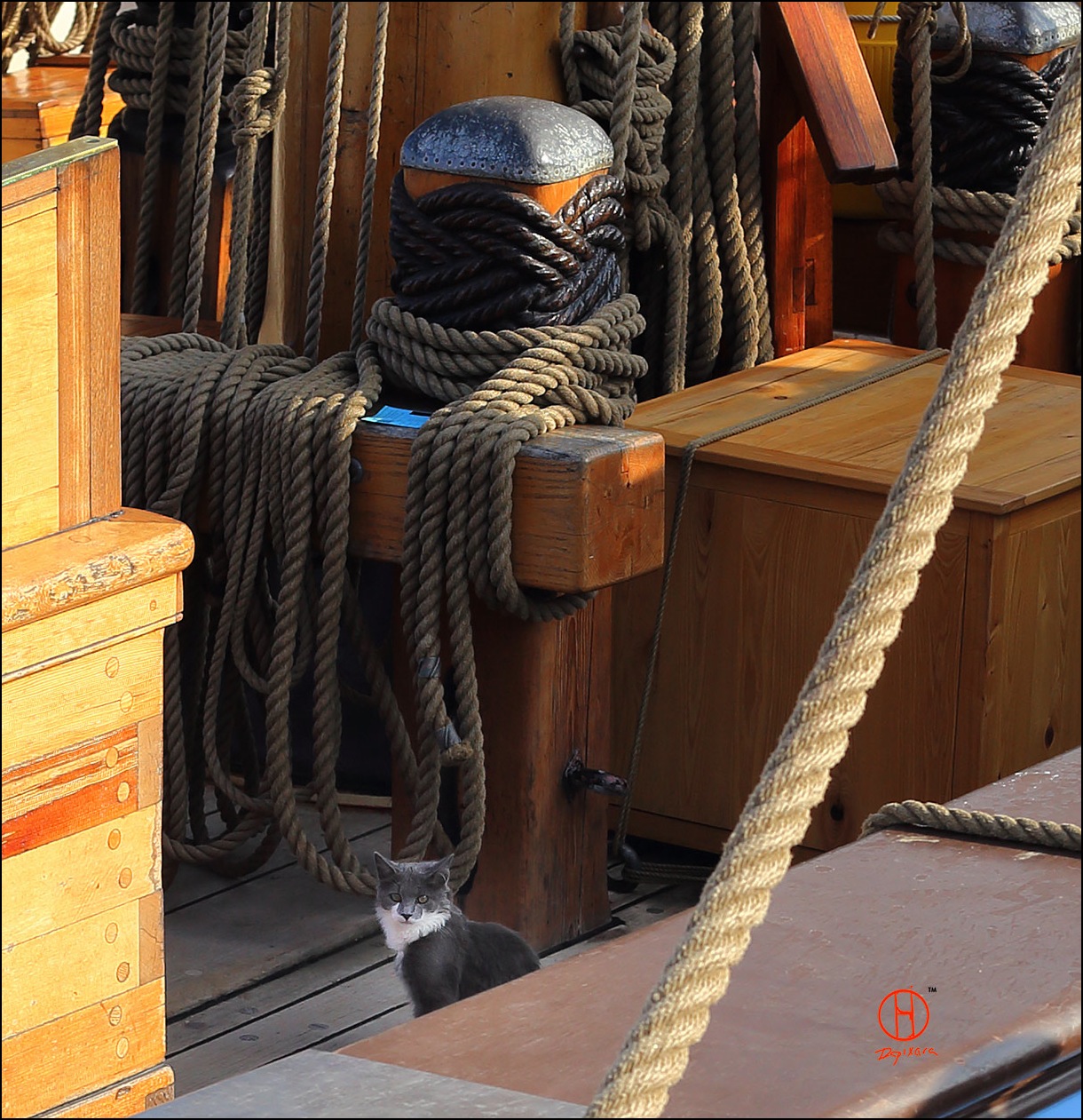 tall_ship_kalmar_nyckel_crew_cat_Timmynocky-Dapixara_photography