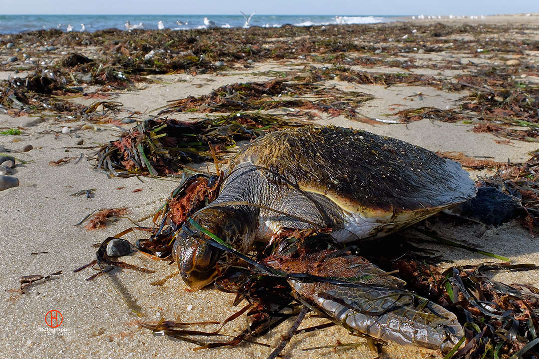 turtle-on-great-island-wellfleet