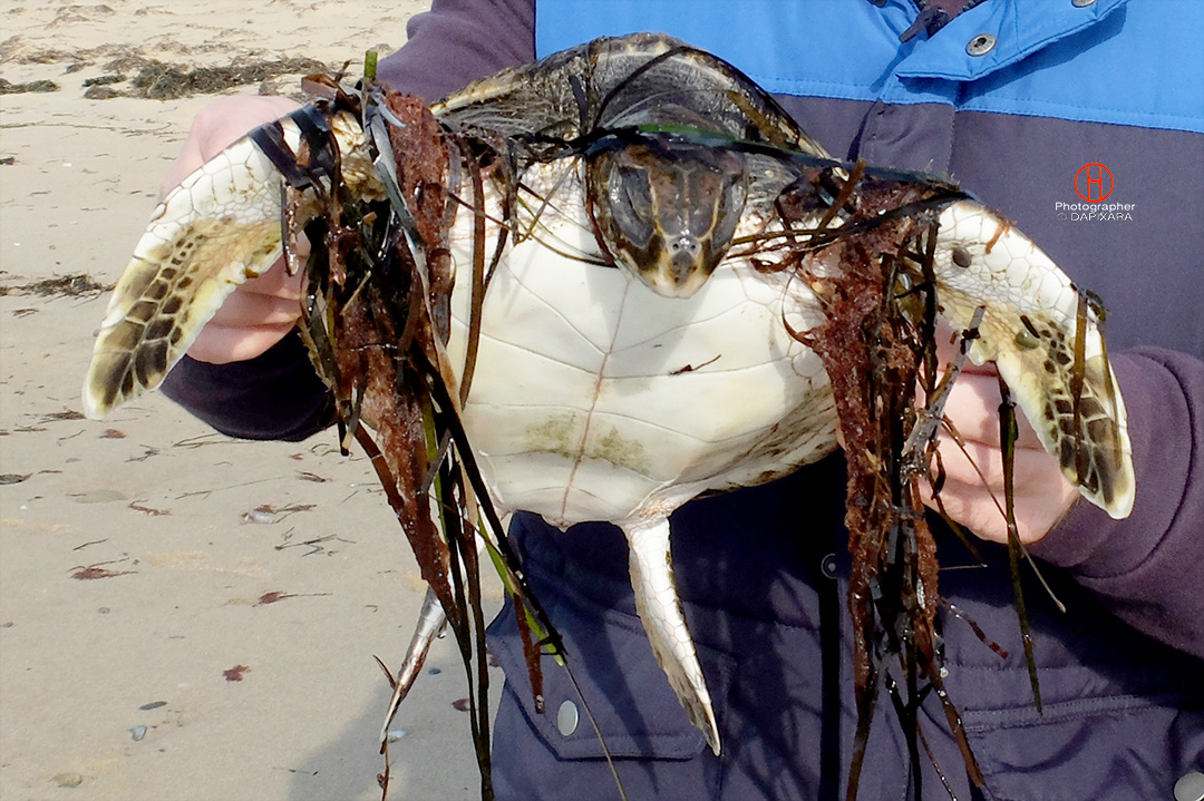 turtle-rescue-wellfleet