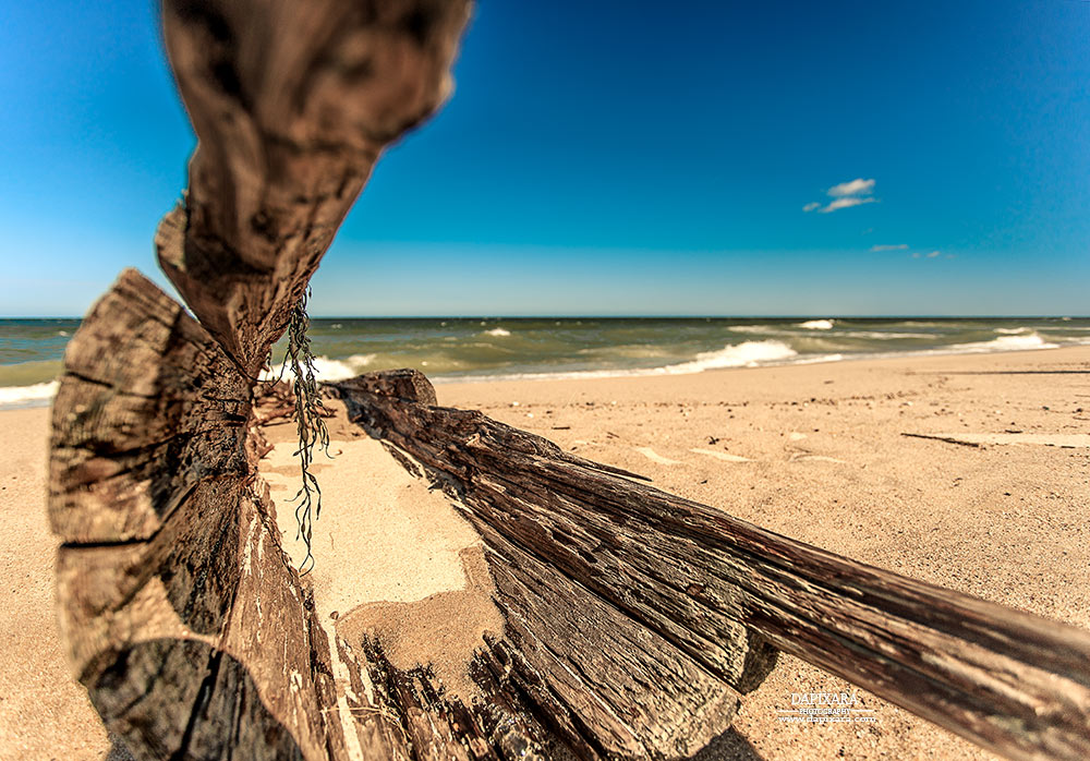 Driftwood washed up on the beach at Cahoon Hollow, Wellfleet, Cape Cod. Dapixara Cape Cod photography.