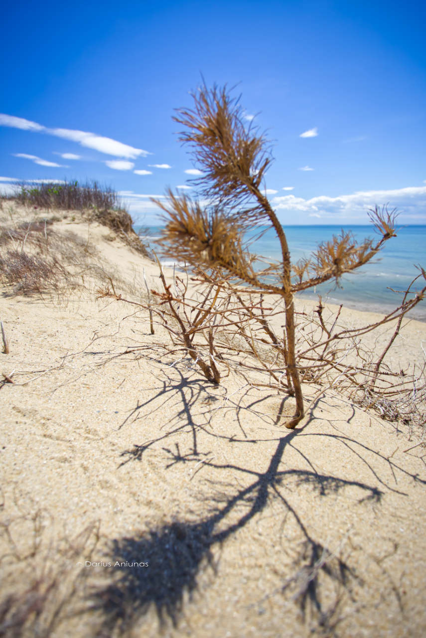 Empty Wellfleet beaches.
